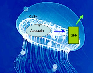 Intermolecular energy transfer between aequorin and GFP in jellyfish and when co-absorbed on Sephadex column.